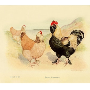 POLLO FAVEROLLES - Litografía Vintage - Impresión Giclee - Enmarcado/Sin enmarcar