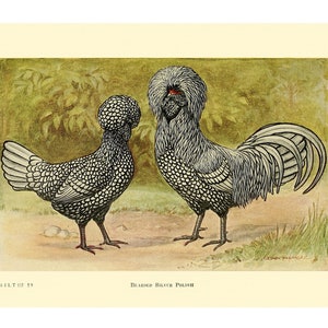 POLLO POLACO - Litografía vintage - Impresión Giclée - Enmarcada/Sin marco