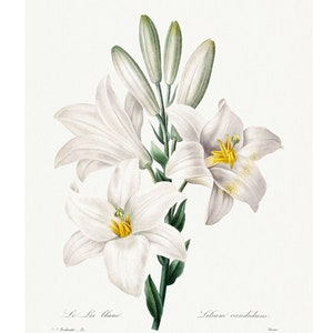 Stampa artistica Madonna Lily - Litografia vintage del 1833 - Con cornice/Senza cornice