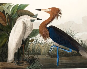 May include: A vintage illustration of two birds, a white egret and a reddish-brown and blue heron, standing in a marsh setting. The illustration is from John James Audubon's "Birds of America" series.