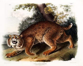 Common American Wild Cat - John James Audubon's Viviparous Quadrupeds of North America - Fine Art Print - Framed / Unframed / Canvas