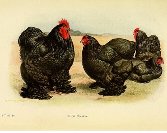COCHIN CHICKEN  - Vintage Lithograph - Giclee Print - Framed/Unframed