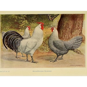 POLLO HAMBURGUESO - Litografía vintage - Impresión Giclée - Enmarcada/Sin marco