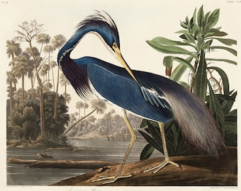 May include: A vintage illustration of a blue heron standing on a log in a swampy environment. The bird has a long neck and a long, pointed beak. The illustration is in a detailed, realistic style and is framed by a white border.