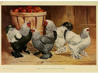 Dark and Light Brahma Bantams  - Vintage Lithograph - Giclee Print - Framed/Unframed
