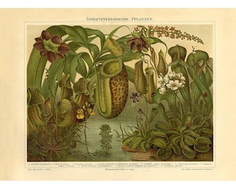 Insect Eating Plant Fine Art Print - Antique Lithograph - Framed/Unframed