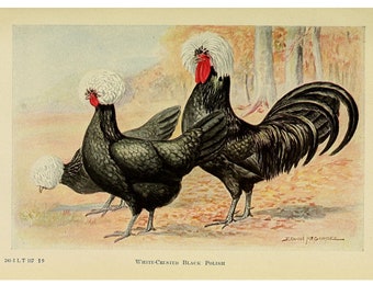 White-Crested Black Polish Chicken  - Vintage Lithograph - Giclee Print - Framed/Unframed