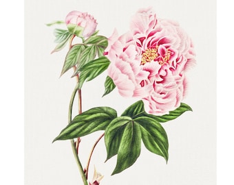 Pink Peony Fine Art Print - Vintage Lithograph from 1833 - Framed/Unframed