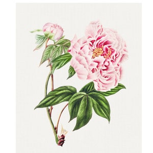 Pink Peony Fine Art Print - Vintage Lithograph from 1833 - Framed/Unframed