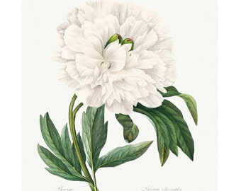 White Peony Fine Art Print - Vintage Lithograph from 1833 - Framed/Unframed