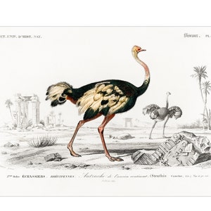 Common Ostrich - 1892 Antique Lithograph by Charles Dessalines D&#39; Orbigny - Giclee Print - Framed/Unframed