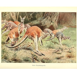 RED GIANT KANGAROO - Antique Lithograph by Alfred Brehm - Giclee Print - Framed/Unframed