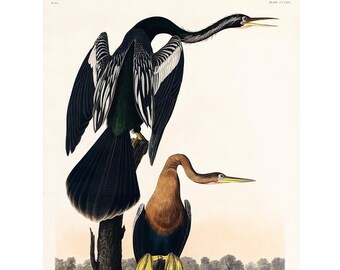 Black-Bellied Darter - Birds of America di John James Audubon - Stampa artistica - Con cornice / Senza cornice / Tela
