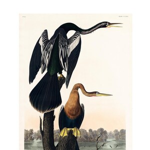 Peut inclure: Une illustration vintage de deux échasses à cou noir perchées sur une branche d'arbre. Les oiseaux sont représentés dans un style réaliste avec des plumes et des marques détaillées. L'arrière-plan présente un paysage serein avec un plan d'eau et des arbres.