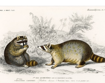 Raccoon - 1892 Antique Lithograph by Charles Dessalines D&#39; Orbigny - Giclee Print - Framed/Unframed