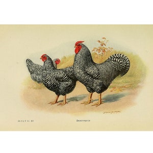 DOMINIQUES - Vintage Lithographie - Giclée Druck - Gerahmt / Ungerahmt