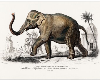 Elefant - 1892 Antique Lithograph by Charles Dessalines D&#39; Orbigny - Giclee Print - Framed/Unframed