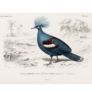 Goura - 1892 Antique Lithograph by Charles Dessalines D&#39; Orbigny - Giclee Print - Framed/Unframed