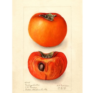 Pomological Watercolor Collection : Persimmon (c. 1886-1916) - Giclee Fine Art Print - Framed/Unframed/Canvas