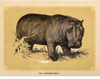 1853年頃 カバの版画 - オリジナルのアンティーク動物版画 - 小さな