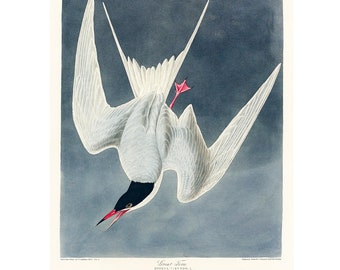 Great Tern - Antique Lithograph - Giclee Print - Framed/Unframed