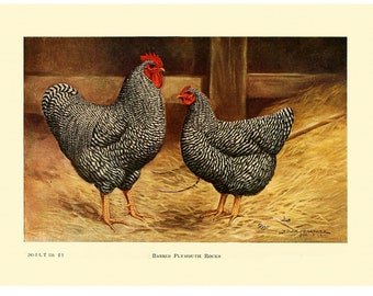 BARRED PLYMOUTH ROCK  - Vintage Lithograph - Giclee Print - Framed/Unframed