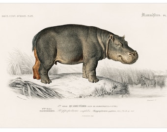 Hippopotamus - 1892 Antique Lithograph by Charles Dessalines D&#39; Orbigny - Giclee Print - Framed/Unframed