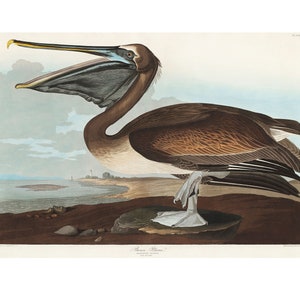 White Pelican - John James Audubon's Birds of America - Fine Art Print - Framed / Unframed / CanvasFramed/Unframed