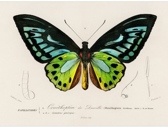 Green Butterfly - 1892 Antique Lithograph by Charles Dessalines D' Orbigny - Giclee Print - Framed/Unframed