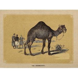 DROMEDARY Vintage PRINT - A4/A3 Framed/Unframed