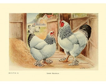 May include: A painting of two Light Brahma chickens, one rooster and one hen, standing in a barn. The rooster is on the right and the hen is on the left. Both chickens are white with black markings. The rooster has a red comb and wattles. The hen has a smaller comb and wattles. The chickens are standing on a wooden floor. The barn is made of wood and has a hay bale in the background. The painting is titled "Light Brahma".