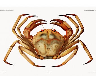 Crab Giclee Print - Ilustración de Résultats des Campagnes Scientifiques, 1848 - Enmarcado/Sin marco