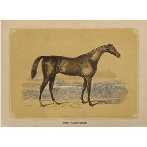 RACEHORSE Vintage Giclee PRINT - A4/A3 Framed/Unframed