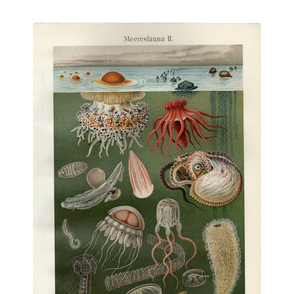 Sea Life Octopus Jellyfish Fine Art Print - Antique Lithograph 1908 - Framed/Unframed