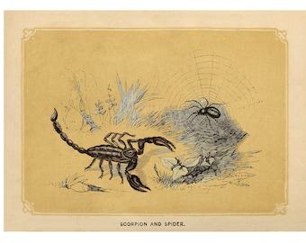 SCORPION, SPIDER PRINT - Antique Lithograph from 1850 - A4/A3 Framed/Unframed