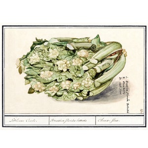 Cauliflower - Antique Lithograph - Giclee Print - Framed/Unframed