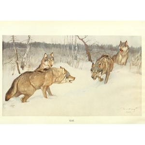 WOLF - Antique Lithograph by Alfred Brehm - Giclee Print - Framed/Unframed