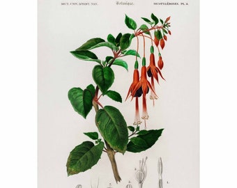 Kolibri Fuchsia - Vintage Druck von Charles Dessalines D' Orbigny - Giclee Print - Gerahmt/Ungerahmt