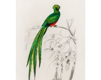 Pássaro do Paraíso - Litografia Antiga de 1892 de Charles Dessalines D' Orbigny - Impressão giclée - Emoldurada/Sem moldura
