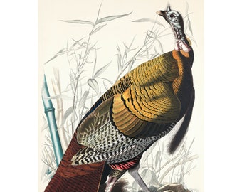 WILD TURKEY - "Birds of America", 1827 by John Audubon Vintage Giclee Print - A4/A3 Framed/Unframed
