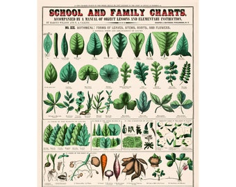 Botanical Forms of Leaves Vintage Giclee Print - Framed/Unframed