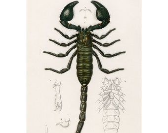 Scorpio - 1892 Antique Lithograph by Charles Dessalines D' Orbigny - Giclee Print - Framed/Unframed