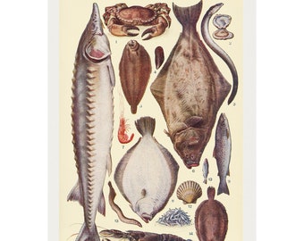 May include: An illustrated chart of various types of fish and seafood, including crab, oyster, eel, mussel, lemon sole, halibut, prawn, sturgeon, trout, sprat, brill, lamprey, whitebait, lobster, and dover sole. The chart is labeled "FISH."