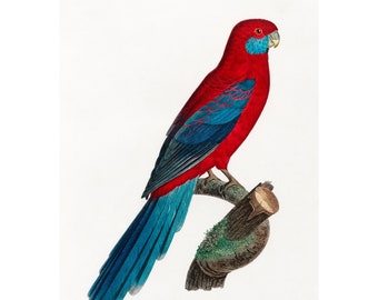 Crimson Rosella Giclee Fine Art Print - Framed/Unframed