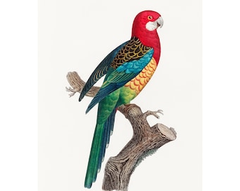 Eastern Rosella  Giclee Fine Art Print - Framed/Unframed