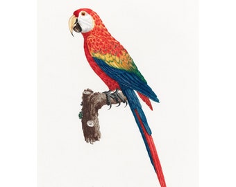 Scarlet Macaw Giclee Fine Art Print - Framed/Unframed