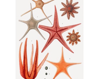 Starfish Varieties Fine Art Print - Illustration from Résultats des Campagnes Scientifiques, 1848 - Framed/Unframed