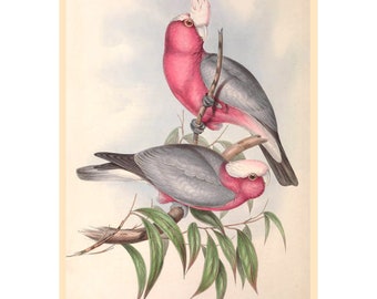 Pink and Grey Cockatoo or Galah Giclee Fine Art Print - Framed/Unframed