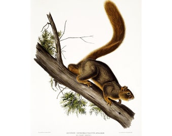Red-Tailed Squirrel - Antique Lithograph - Giclee Print - Framed/Unframed