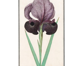 May include: A vintage botanical illustration of a purple and black iris flower with green leaves. The image is titled "Iris Calcedonica. Jarcegata, sive jris Susiano major" and includes the text "De Suzyaensche lesble eis Carleedunica iris Calcedonica, iris de Sure. Iris majse."